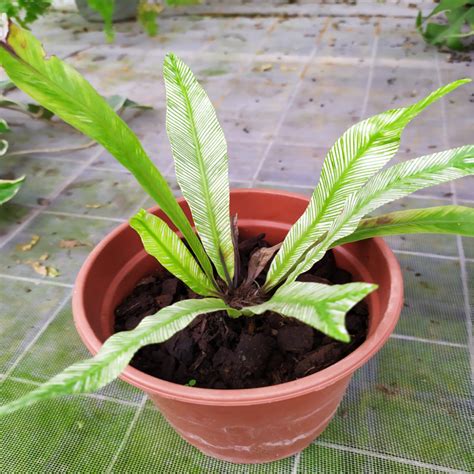 火焰鳥巢蕨|鳥巢蕨 Asplenium nidus